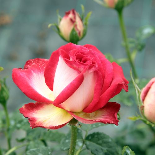 Rosa  Susan Massu® - żółto - pomarańczowy - Róże pienne - z kwiatami hybrydowo herbacianymi - korona równomiernie ukształtowana